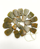 Natural Fossil Coral Graduated Irregular Trapezoid Slab Beads 18x23mm-30x35mm 15.5'' Strand