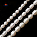 Fresh Water Pearl White Oval Rice Beads 6x8mm 7x9mm 8x10mm 15.5" Strand