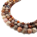 natural red fossil coral smooth round